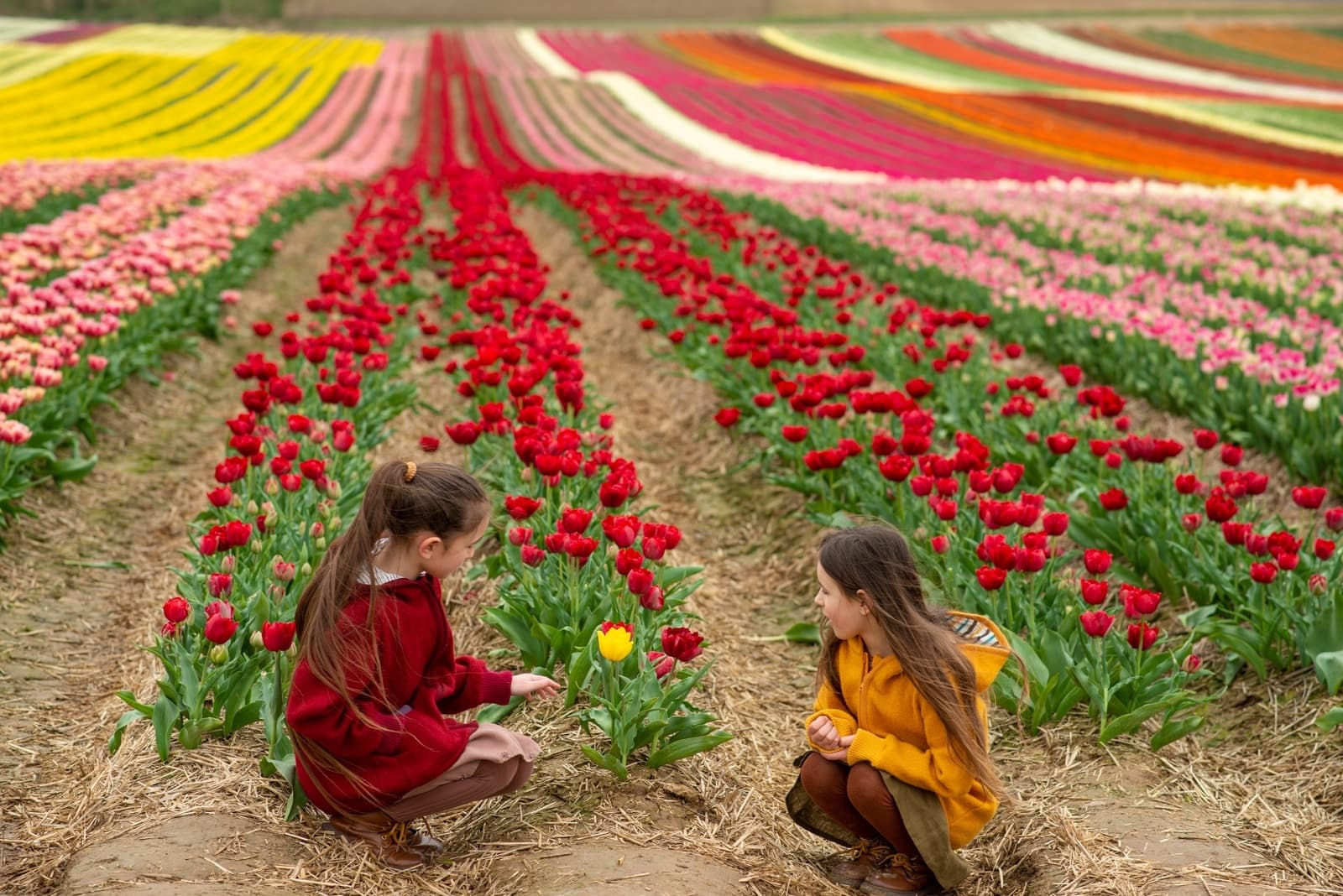 Event image for Spilmans Tulip Festival