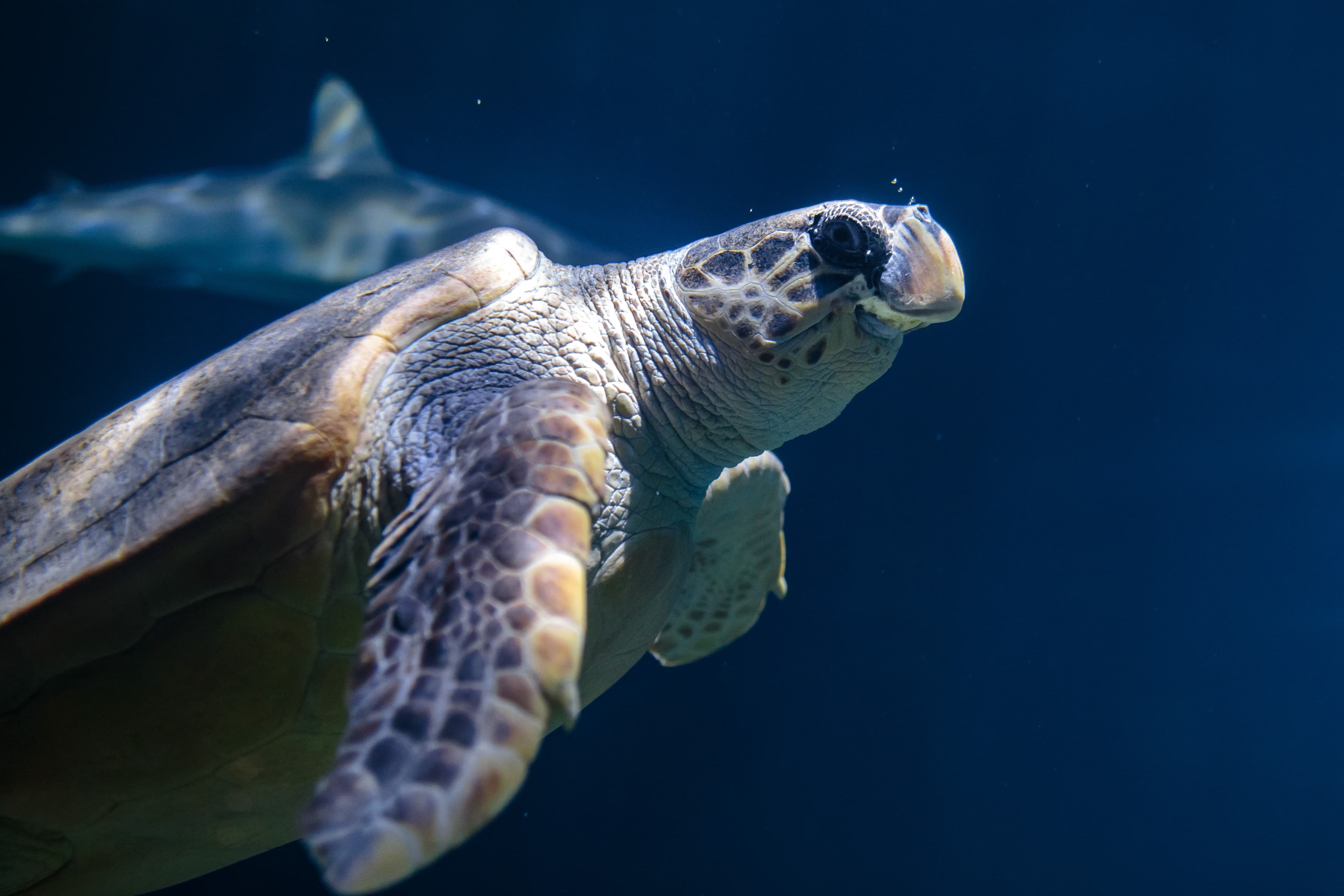 Why Easter Set to Be a Splash at Hull's Iconic Aquarium